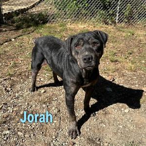 Jorah, Hound, adult, available for adoption