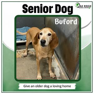 Buford, Retriever, Labrador, senior, available for adoption