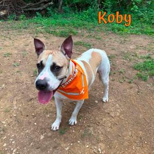 Koby, Pei, Shar, adult, available for adoption