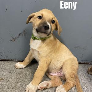 A light brown puppy with a green collar sitting on a concrete floor against a gray wall. The name "Eeny" is written in white text at the top right corner of the image.