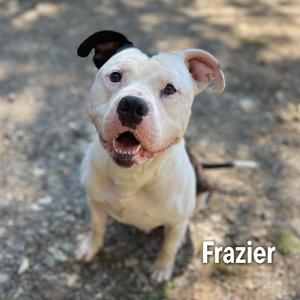 A white dog with black ears and a black nose is sitting on the ground, looking up with its mouth open. The name "Frazier" is written in white text at the bottom right corner of the image.