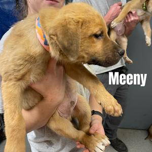 Meeny, Retriever, Labrador, available for adoption