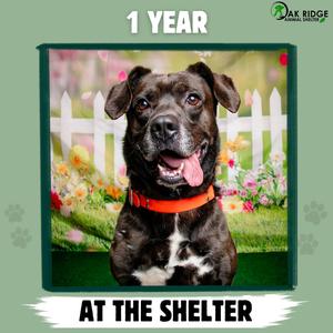 A black dog with a red collar is smiling in front of a white picket fence with flowers.