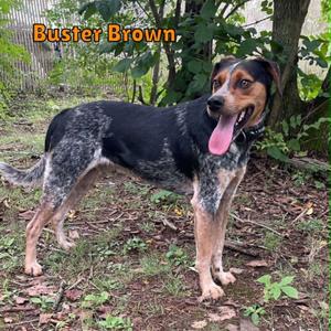 Buster-brown, Hound, adult, available for adoption