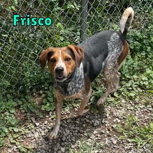 Frisco, Hound, adult, available for adoption