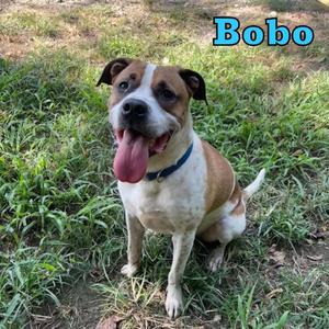 Bobo, Boxer, adult, available for adoption