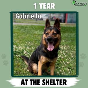 Gabriella, Shepherd, German, adult, available for adoption