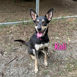 A black and tan dog with pointed ears and a pink collar, sitting on a gravel surface. The name "Kali" is written in pink text next to the dog.