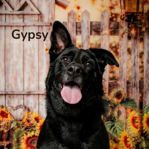 Gypsy, Shepherd, Australian, adult, available for adoption