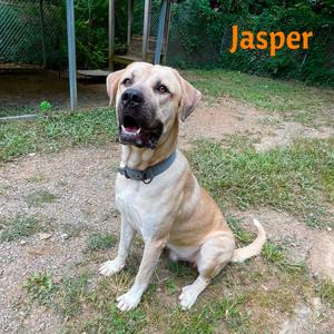 Jasper, Shepherd, Anatolian, adult, available for adoption