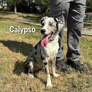 Calypso, Shepherd, Australian, adult, available for adoption