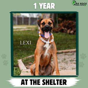 Lexi, Boxer, adult, available for adoption
