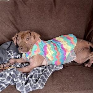 Cherry, Pei, Shar, adult, available for adoption
