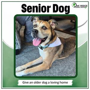 A senior dog with a brown and black coat, wearing a white bandana, lying on a carpeted floor with its tongue out. The text above the dog reads "Senior Dog" and below it says "Give an older dog a loving home." The logo of Oak Ridge Animal Shelter is in the top right corner.