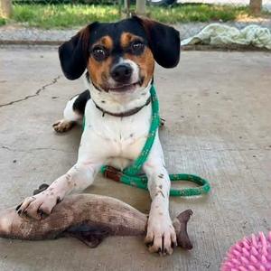 George, Beagle, adult, available for adoption