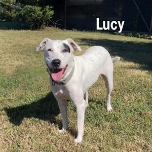 Lucy, Hound, adult, available for adoption