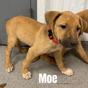 Moe, Retriever, Labrador, available for adoption