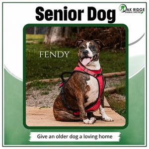 Fendy, Terrier, Pit Bull, senior, available for adoption