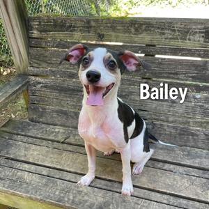 A black and white dog named Bailey sitting on a wooden bench.