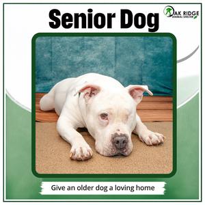 Amelia, Terrier, American Pit Bull, senior, available for adoption