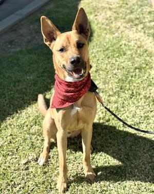 Nike, Shepherd / German Shepherd Dog, adult, available for adoption