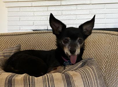 Hattie, Chihuahua, senior, available for adoption
