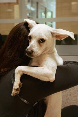 Cashew, Whippet / Chihuahua, young, available for adoption