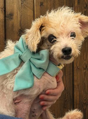 Nadine, Miniature Poodle, adult, available for adoption