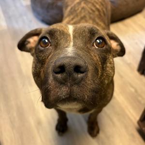 Becca, Terrier, Pit Bull, adult, available for adoption