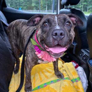 Becca, Terrier, Pit Bull, adult, available for adoption