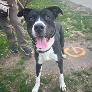 A black and white dog with its tongue hanging out is looking at the camera. A person is standing behind the dog.