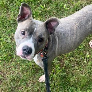 Bella, Terrier, American Pit Bull, adult, available for adoption