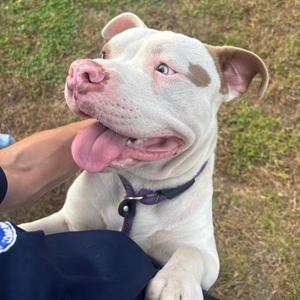 Blue, Mixed Breed (Medium), available for adoption
