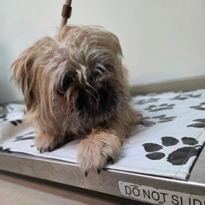 A small, shaggy dog with long, light brown fur is lying on a white mat with black paw prints. The dog is resting on a metal surface with a sign that says "DO NOT SLIDE". The dog's fur is slightly matted, and it appears to be looking directly at the camera.