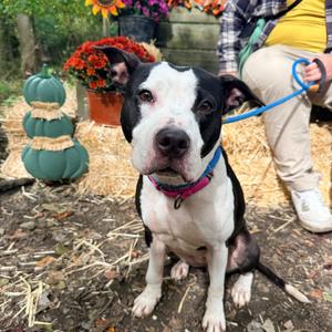 Bessie, Terrier, Pit Bull, adult, available for adoption