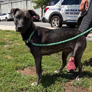 Arista, Terrier, adult, available for adoption