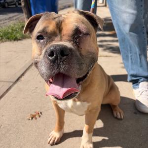 Blue, Mixed Breed (Large), senior, available for adoption
