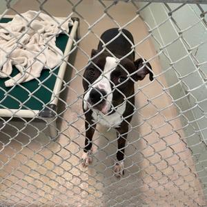A black and white dog standing behind a chain-link fence in a kennel.