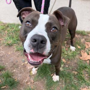 Bear, Terrier, Pit Bull, adult, available for adoption