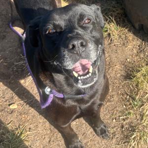 Bear, Retriever, Black Labrador, adult, available for adoption