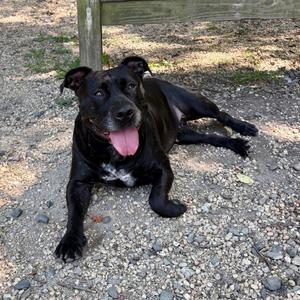 Bella, Terrier, American Pit Bull, adult, available for adoption