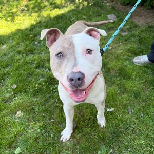 Bentley, Mixed Breed (Large), young, available for adoption