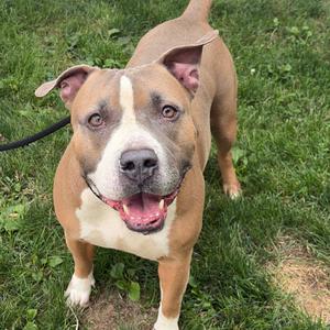 Blue, Terrier, Pit Bull, senior, available for adoption