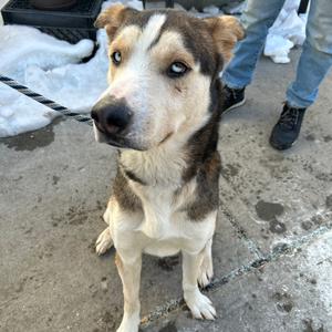 Ace, Husky, adult, available for adoption