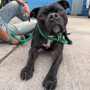 Aris, Terrier, American Pit Bull, adult, available for adoption