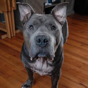 Beau, Terrier, American Pit Bull, senior, available for adoption