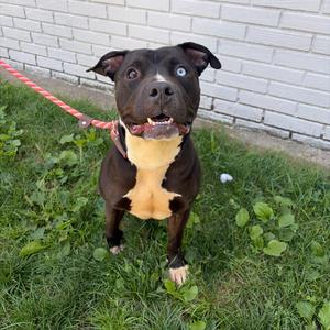 Ace, Terrier, American Pit Bull, adult, available for adoption