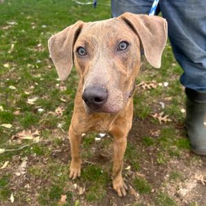 Benito, Mixed Breed (Large), adult, available for adoption