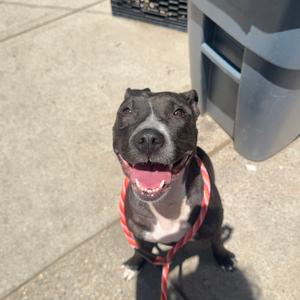 Boo Boo, Terrier, American Pit Bull, adult, available for adoption