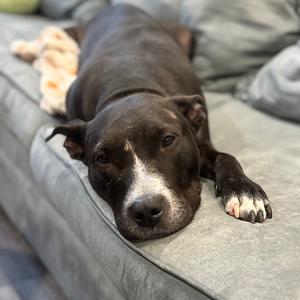 Boo Boo, Terrier, American Pit Bull, adult, available for adoption